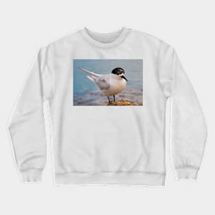 Tern 1 Crewneck Sweatshirt